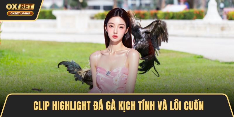 Clip highlight đá gà kịch tính và lôi cuốn