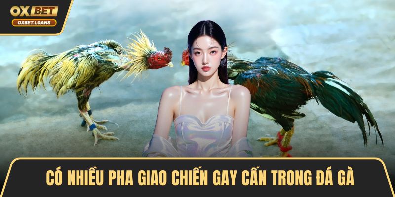 Có nhiều pha giao chiến gay cấn trong đá gà