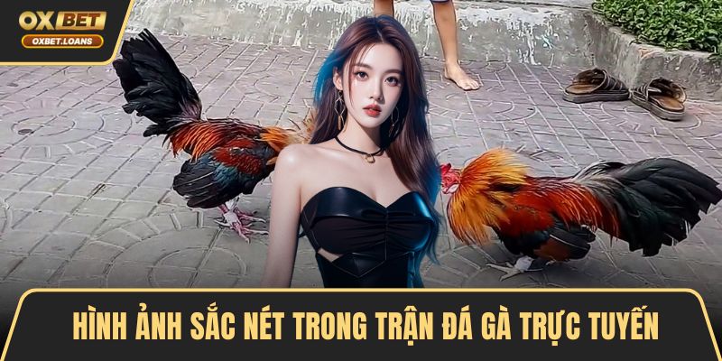 Hình ảnh sắc nét trong trận đá gà trực tuyến