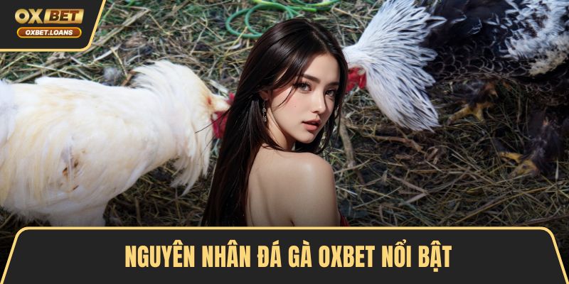Nguyên nhân đá gà OXBET nổi bật
