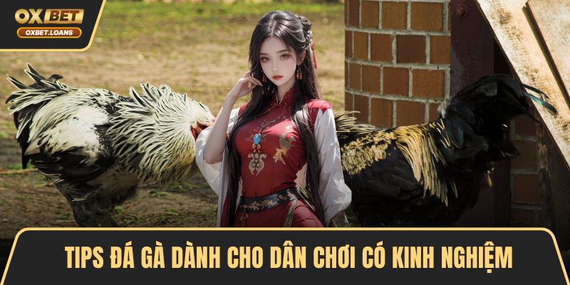 Tips đá gà dành cho dân chơi có kinh nghiệm