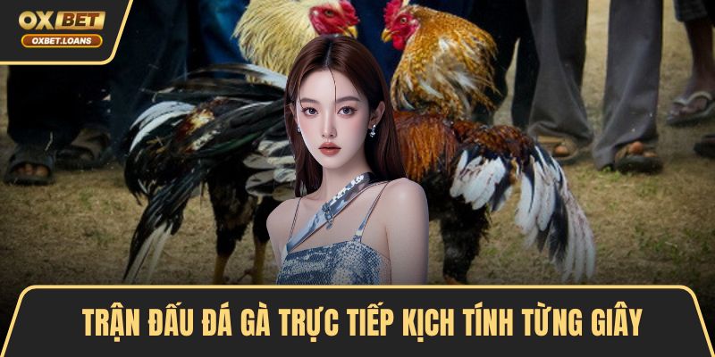 Trận đấu đá gà trực tiếp kịch tính từng giây
